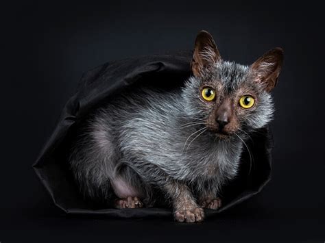 The Lykoi Cat Breed- All About The Werewolf Cats