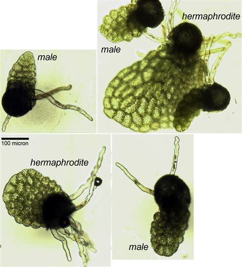 Fern Gametophyte