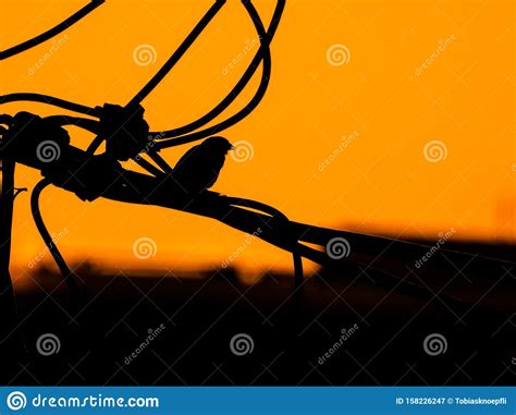 Silhouette of a Bird at the Sunset Stock Image - Image of backlight, silhouette: 158226247