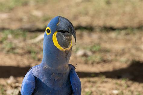 The Hyacinth Macaw - Enchanted by the Wild