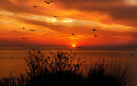 Ocean Sky Birds Flying Towards Sunset 4k Wallpaper,HD Nature Wallpapers ...