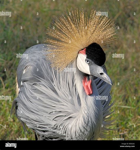 African Crowned Crane Stock Photo - Alamy