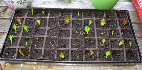 Plants & Such: Growing Canna Lily Seeds