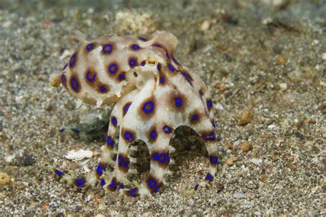 What Is The Treatment For A Blue Ringed Octopus Bite