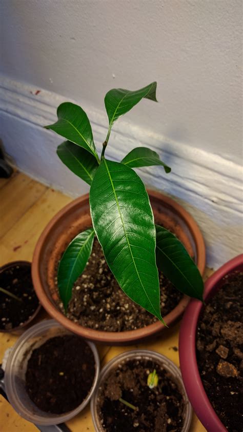 indoors - Mango seedling has weak/curling leaves - Gardening & Landscaping Stack Exchange