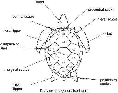 Sea Turtle Anatomy - ECOMAR