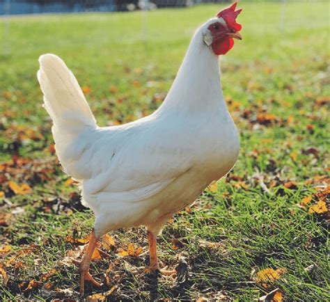 Leghorn Chicken Breed