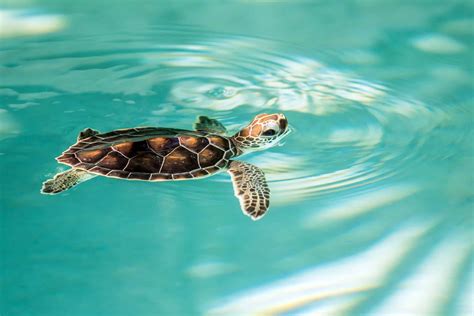 Cute endangered baby turtle - Maui Ocean Center