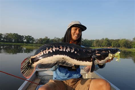 Giant Snakehead Record