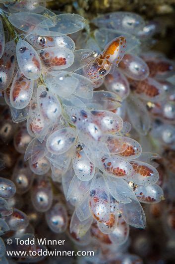 Story Behind The Shot: Hatching Octopus - Underwater Photography Guide