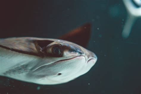 Close-Up Shot of a Stingray · Free Stock Photo