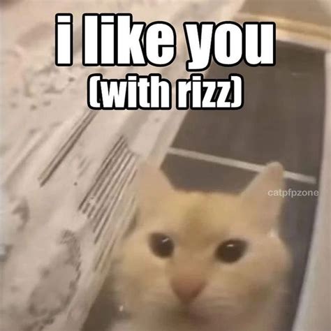 Cat memes on Instagram: "Rizz Cr? #cursedcats #cursedcat #animalmemes #sadcats #catlife # ...