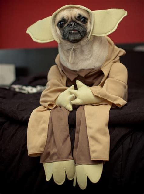 The 25 Insanely Funny Dog Costumes Ever