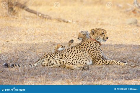 Cheetah (Acinonyx Jubatus) Cubs Stock Photo - Image of habitat, behaviour: 12188550