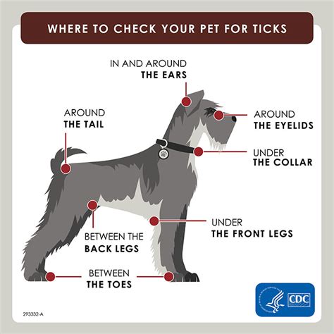 Tick Season! Yikes! Tick Prevention Tips for Our Dogs