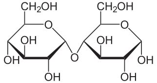 Maltose Definition, Structure & Function - Lesson | Study.com