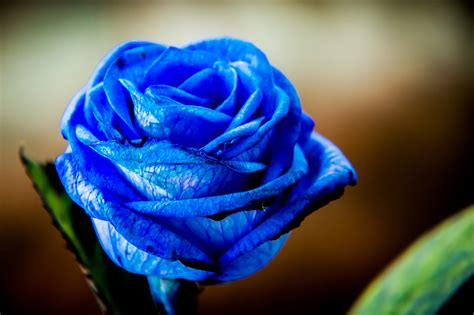 Beautiful blue rose close-up wallpapers and images - wallpapers, pictures, photos