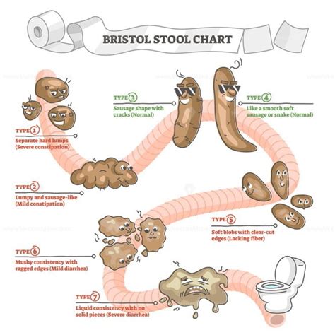 Bristol stool chart with excrement description and types outline ...