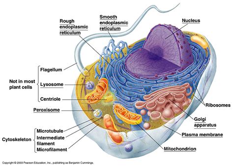 Connie-san's Class: Eukaryotic Cell Structure