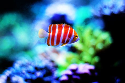 Most Unique and Rare Saltwater Aquarium Fish