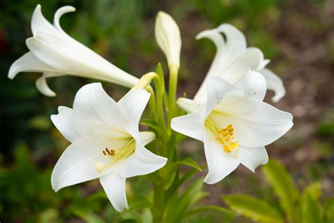 Meaning Of White Lily Flower | Best Flower Site