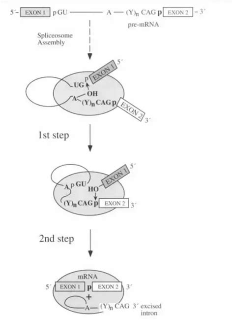 Spliceosome - Definition, Types, Structure, Mechanism - Biology Notes Online