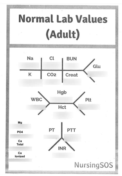 Blank Lab Value Diagram Nursing