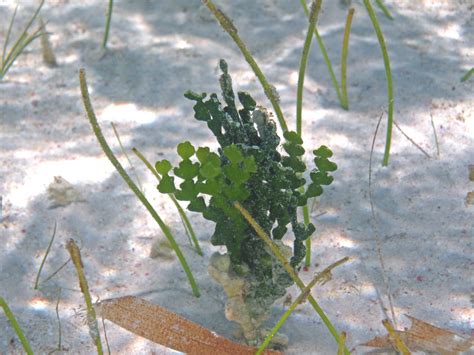 Halimeda incrassata (calcareous green algae) (San Salvador… | Flickr