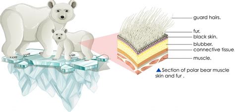 What's The Real Color Of A Polar Bear's Fur? (Hint: It’s Not White) » ScienceABC