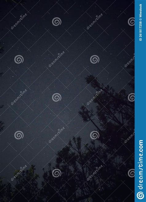 Incredible Night Sky with Stars and Trees Stock Photo - Image of ...