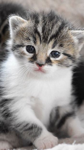 Cute Baby Cat Wallpaper Hd 4k - Infoupdate.org