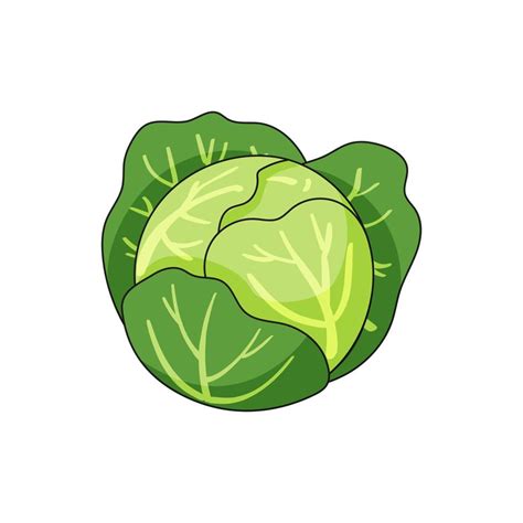 Cabbage vector illustration in cartoon style 6562329 Vector Art at Vecteezy