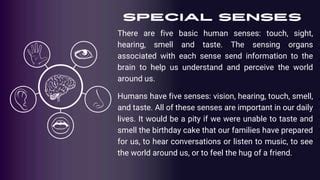 special senses ppt.pptx