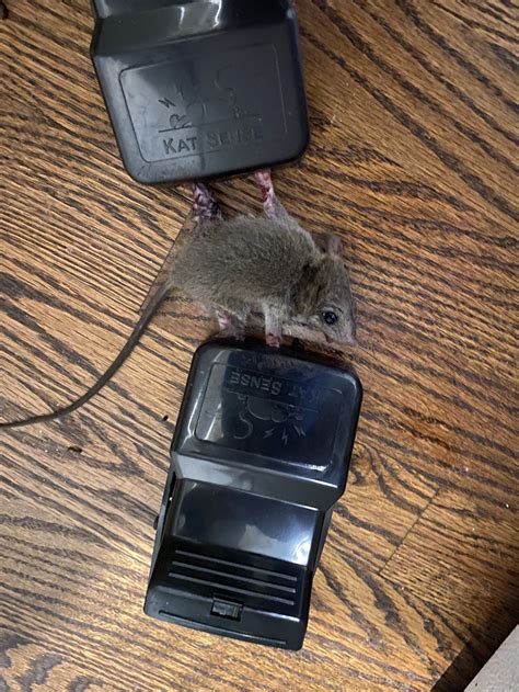 Rat Exterminator Near Me — Rapid Rodent Removal