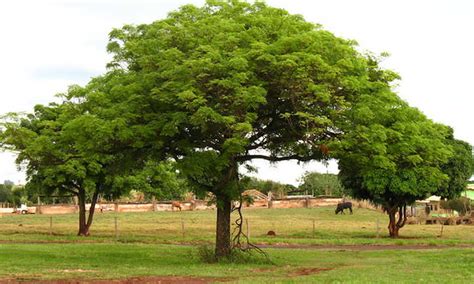 Mango Tree Maintenance: Growing Tropical Treats - Epic Gardening