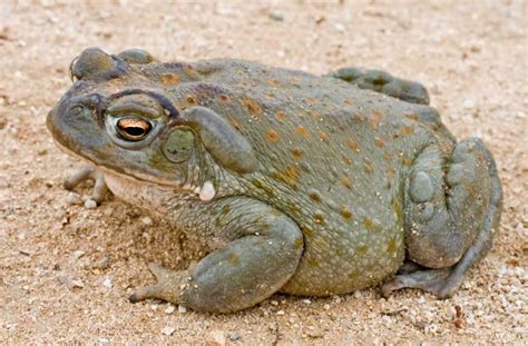 Types Of Toads - Explanation + Visual Guide | Types of toads, Desert animals, Toad