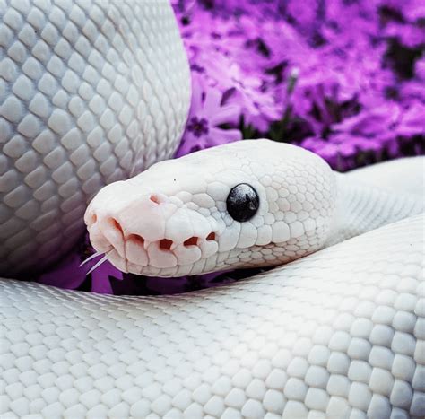 The eyes of an albino : snakes