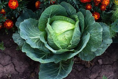 Danish Ballhead Cabbage Care – Planting Danish Ballhead Cabbage Seeds