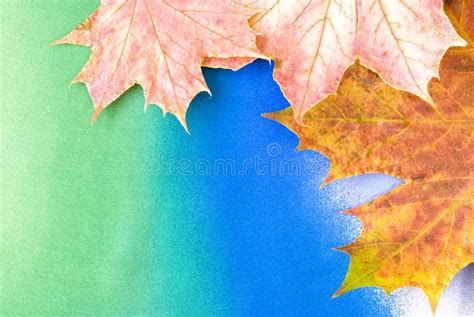 Maple leaves stock image. Image of colorful, nature, leaf - 11027717