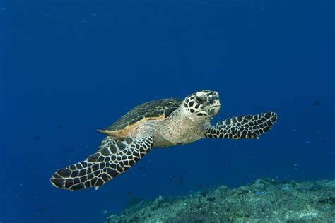 Hawksbill Sea Turtle - The Australian Museum