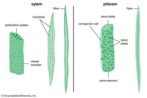 Phloem | Definition, Function, Examples, & Facts | Britannica