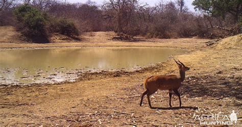 Bushbuck male. | AfricaHunting.com