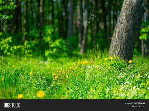 Forest Banner Image & Photo (Free Trial) | Bigstock