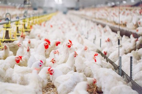 How to Start a Poultry Farming? Here are 6 easy steps you can follow!