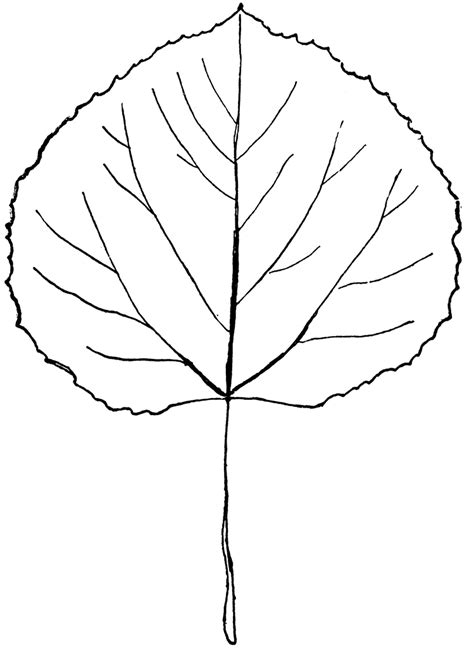 Genus Populus, L. (Aspen, Poplar) | ClipArt ETC