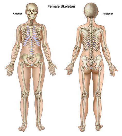 Female Human Skeleton Diagram