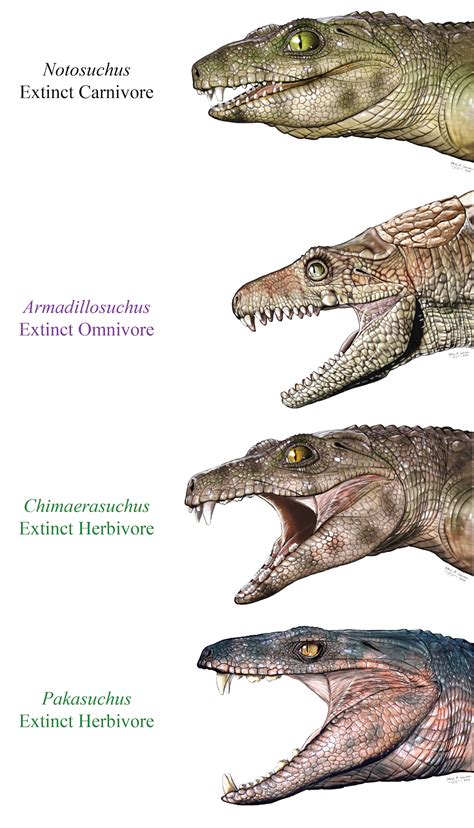 Some ancient crocodile species were herbivores - Earth.com