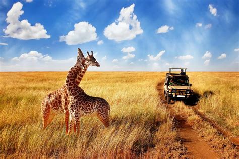 Kenya Wildlife Safari Packages - smarTours