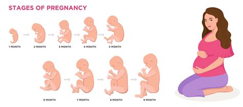 Stages Of Fetal Development : What Is A Fetus? Stages Of Development Of The Baby - At the end of ...