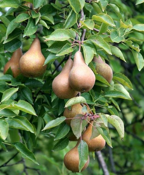 Bosc European Pear | Dwarf fruit trees, Fruit trees, Pear